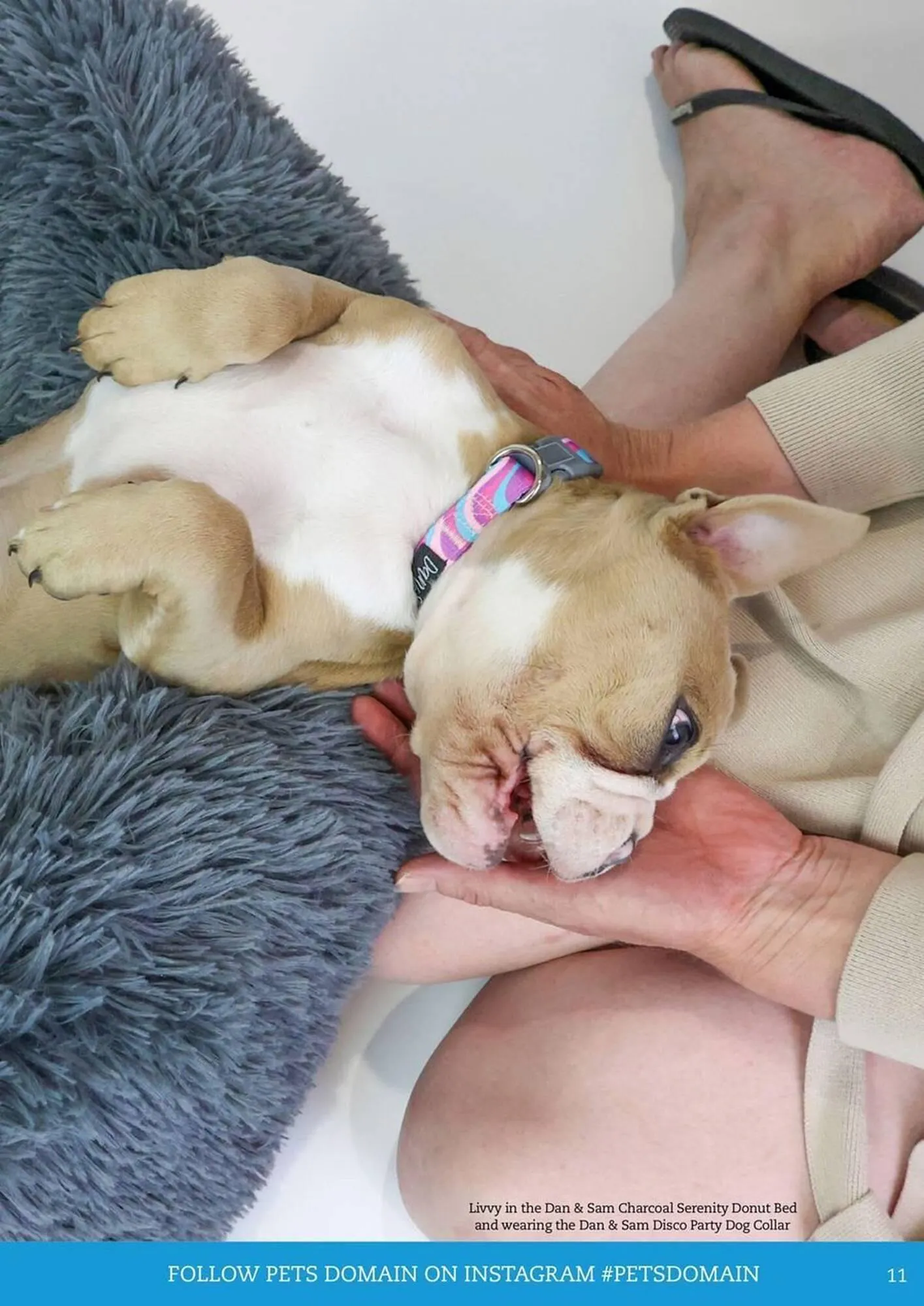 Pets Domain catalogue - Catalogue valid from 1 July to 30 September 2025 - page 11