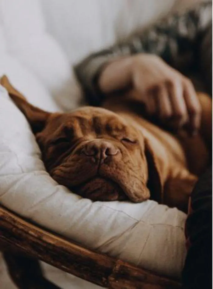 Dog Catalogue 2024 - Catalogue valid from 4 January to 31 December 2024 - page 35