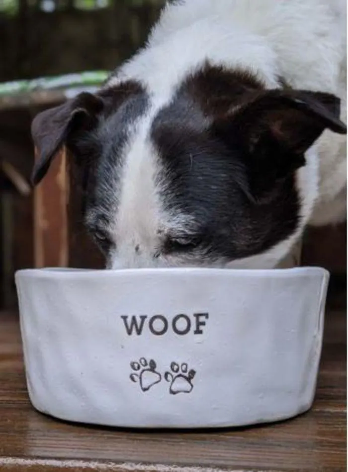 Dog Catalogue 2024 - Catalogue valid from 4 January to 28 February 2025 - page 191