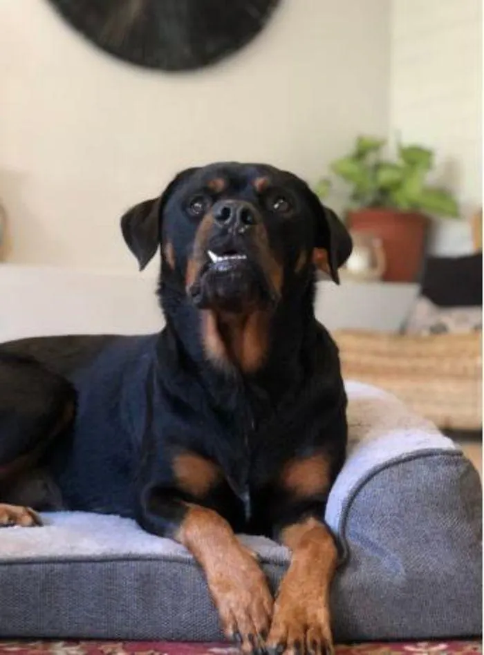 Dog Catalogue 2024 - Catalogue valid from 4 January to 31 December 2024 - page 21