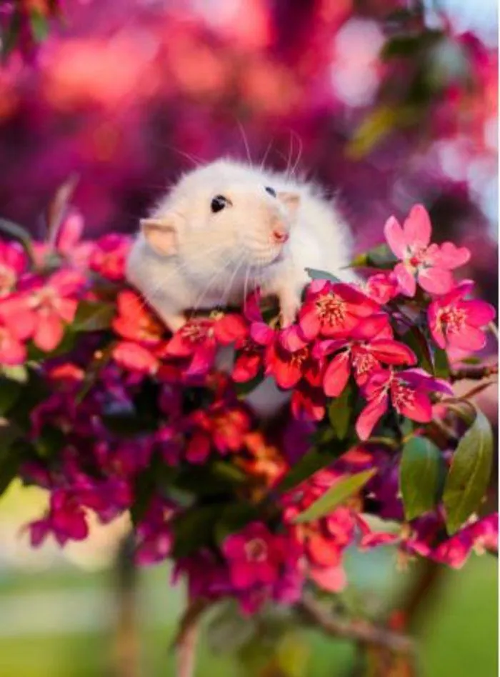 Small Animal Catalogue 2024 - Catalogue valid from 4 January to 28 February 2025 - page 28