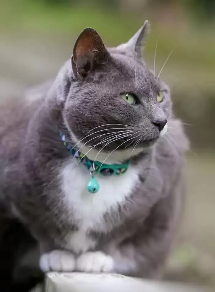 Cat Catalogue 2025 - Catalogue valid from 3 March to 31 December 2025 - page 5