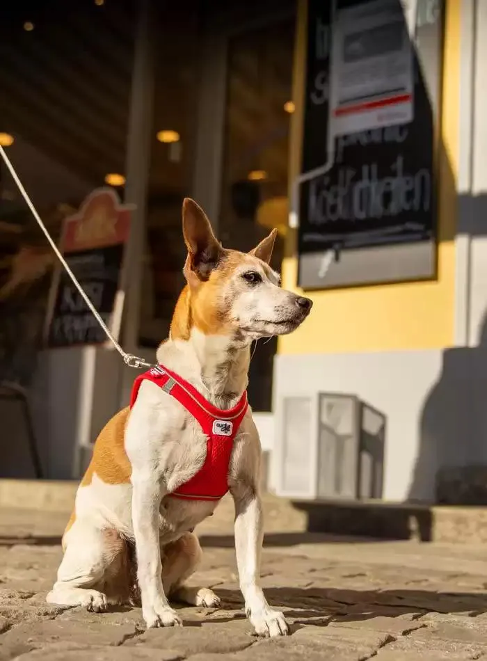 Dog Catalogue 2025 - Catalogue valid from 3 March to 31 December 2025 - page 57