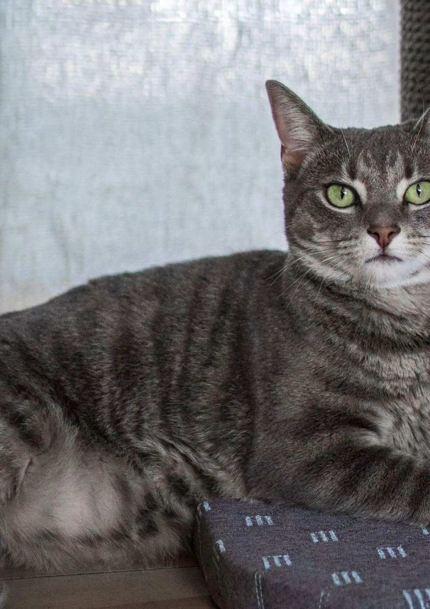 Pets Domain catalogue - Catalogue valid from 1 April to 30 June 2025 - page 6