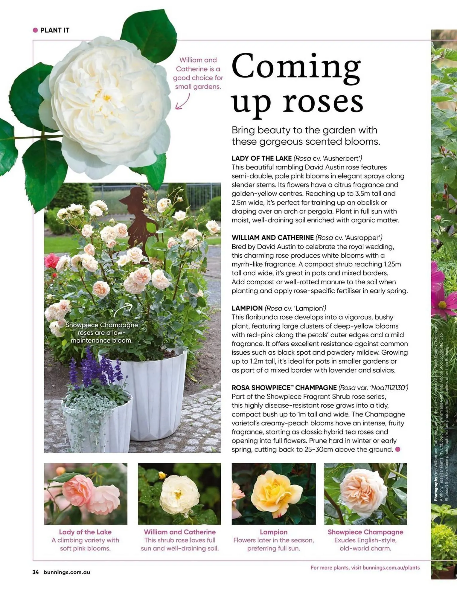 Bunnings catalogue - Catalogue valid from 1 July to 31 July 2025 - page 34