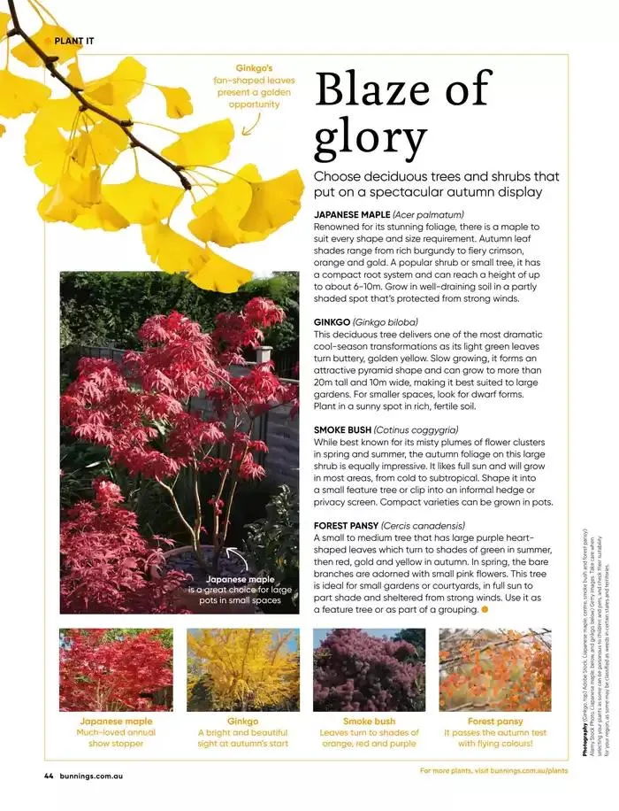 Bunnings Magazine March 2025 - Catalogue valid from 1 March to 31 March 2025 - page 44