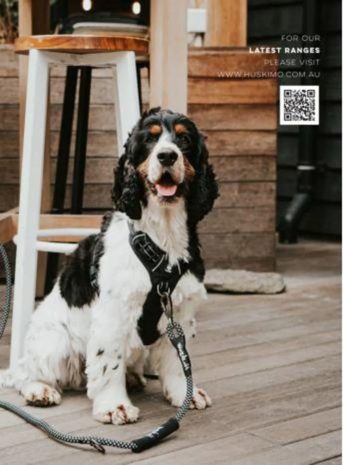 Dog Catalogue 2024 - Catalogue valid from 4 January to 31 December 2024 - page 63