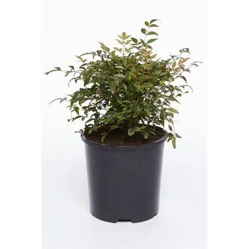 200mm Nandina domestica Magical Daybreak