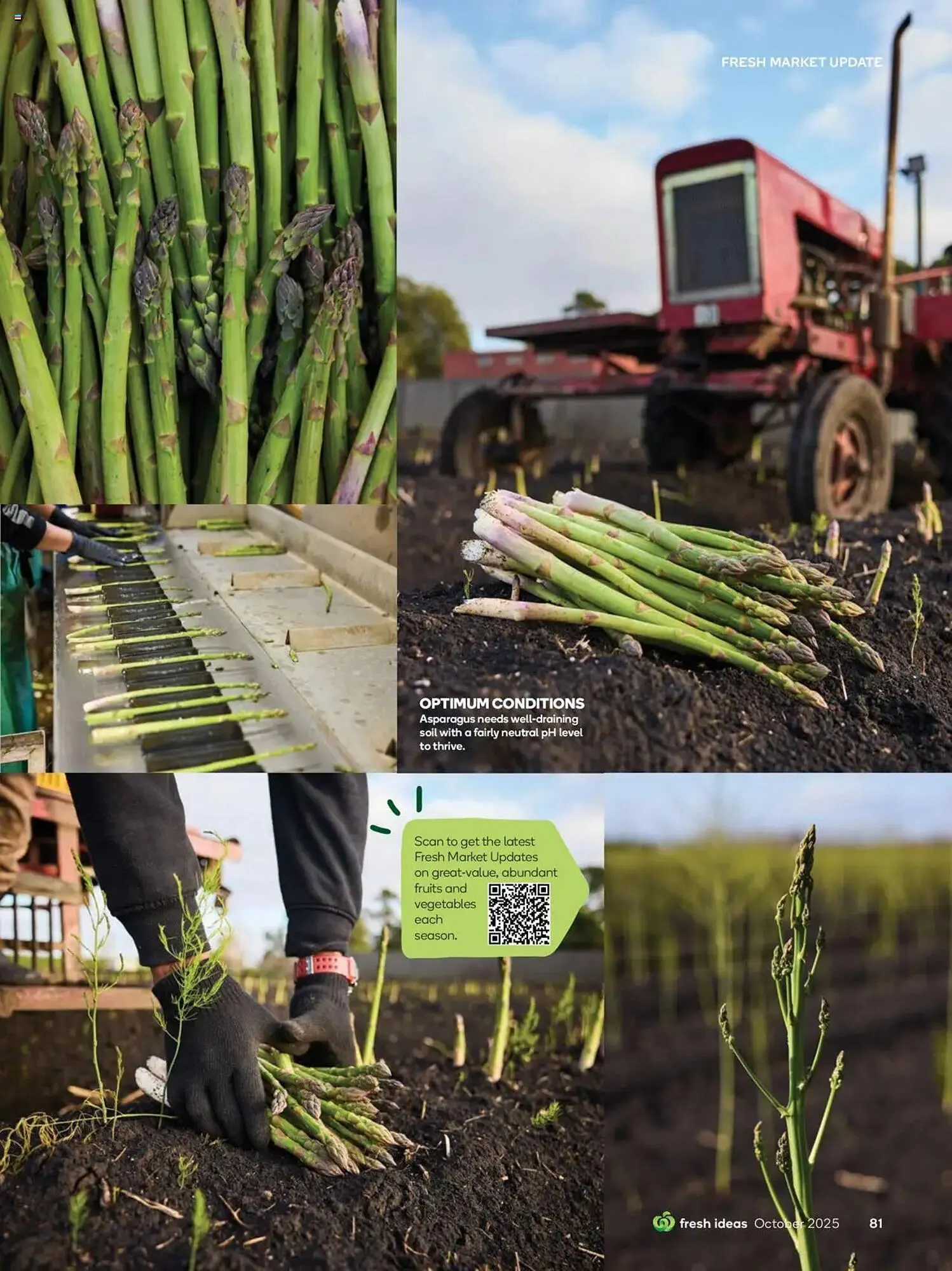 Woolworths catalogue - Catalogue valid from 30 September to 31 October 2025 - page 81