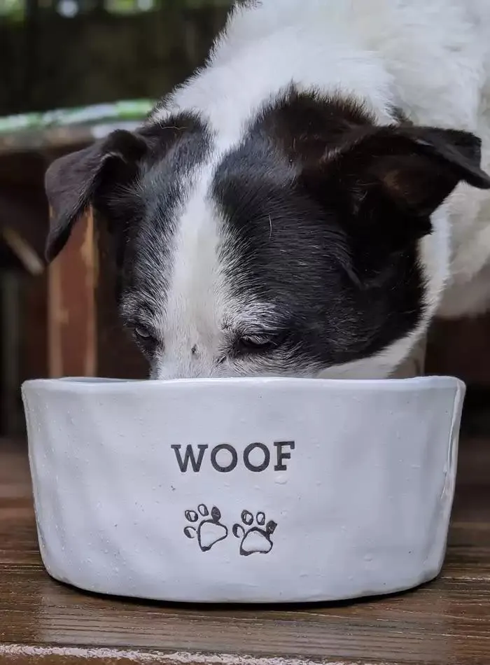 Dog Catalogue 2025 - Catalogue valid from 3 March to 31 December 2025 - page 139