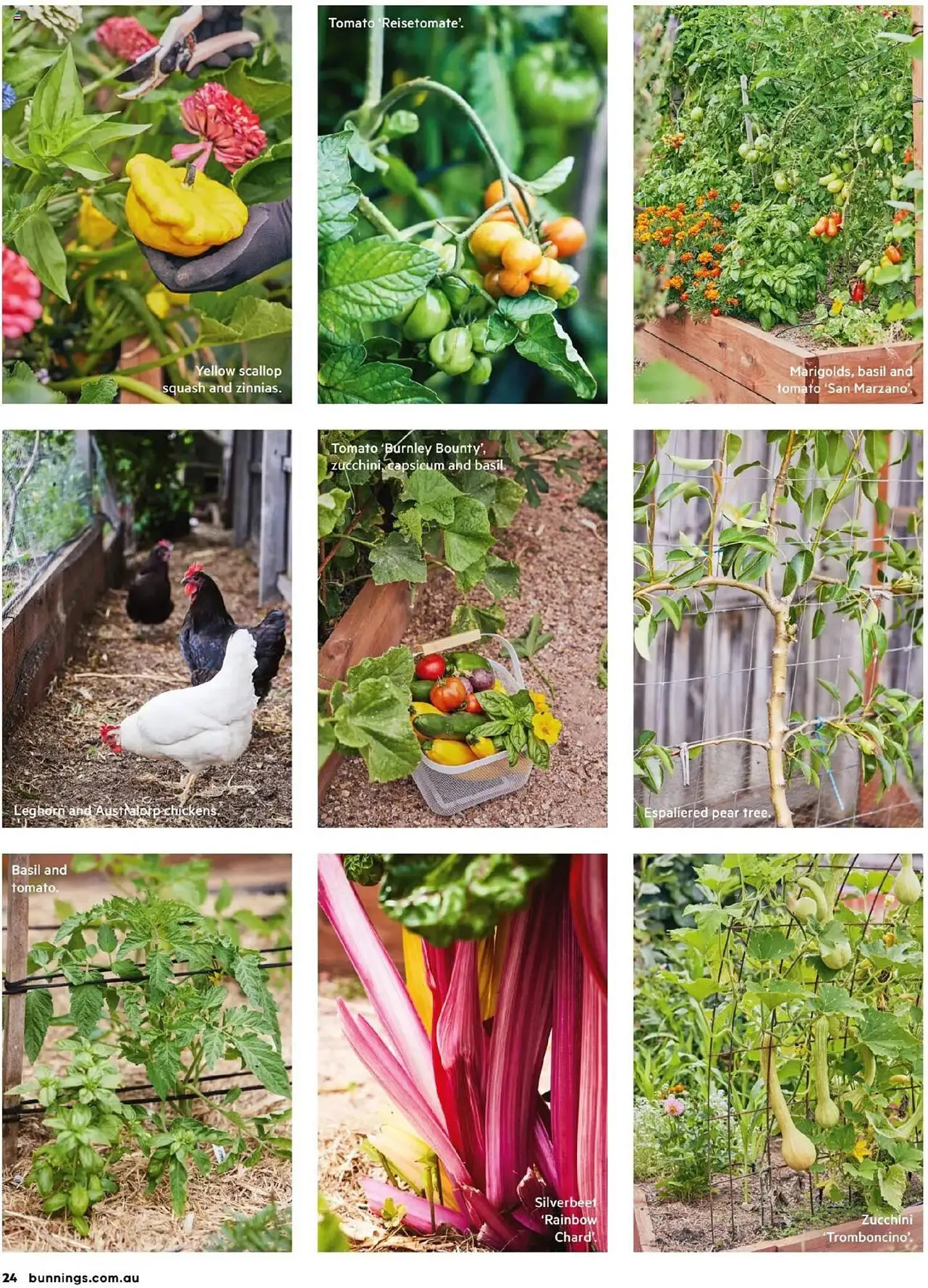 Bunnings catalogue - Catalogue valid from 30 September to 31 October 2025 - page 24