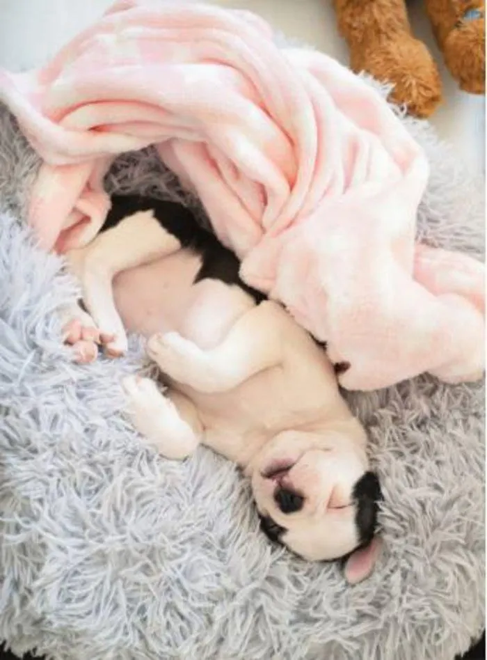 Dog Catalogue 2024 - Catalogue valid from 4 January to 28 February 2025 - page 7