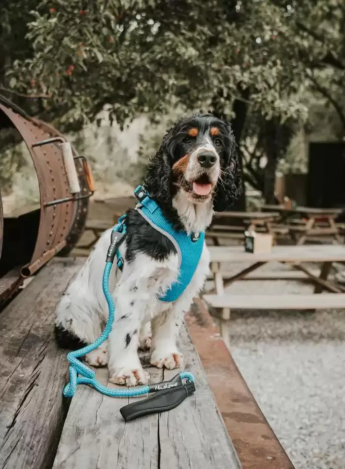 Dog Catalogue 2025 - Catalogue valid from 3 March to 31 December 2025 - page 30