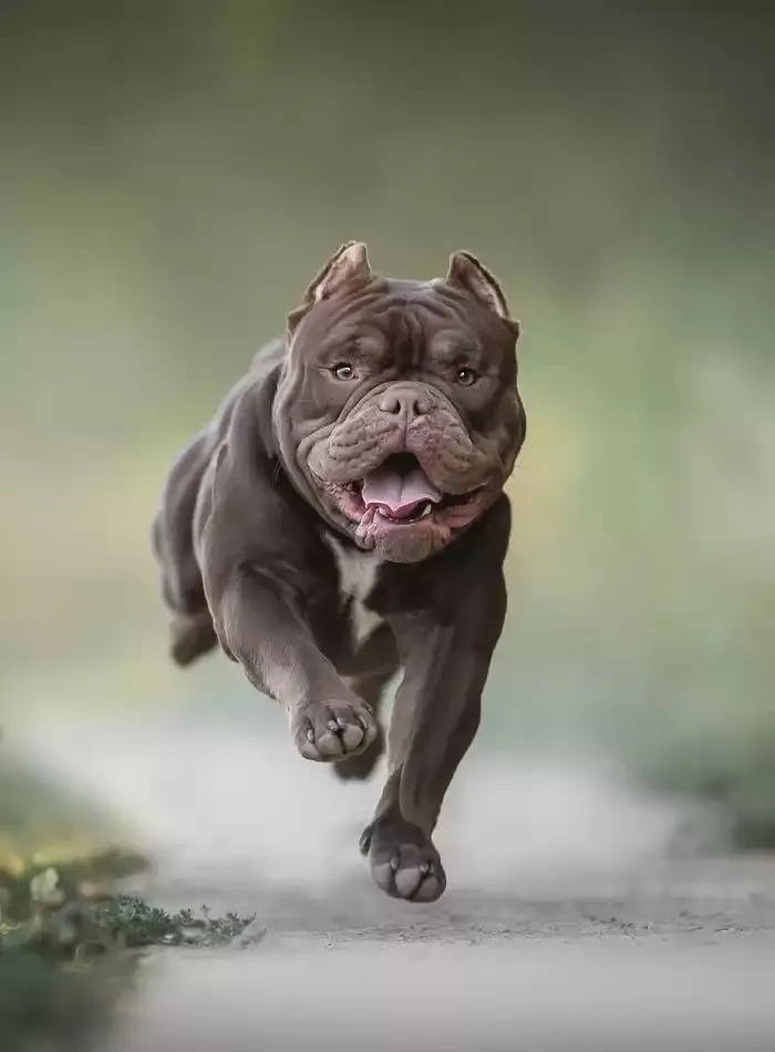 Dog Catalogue 2025 - Catalogue valid from 3 March to 31 December 2025 - page 210