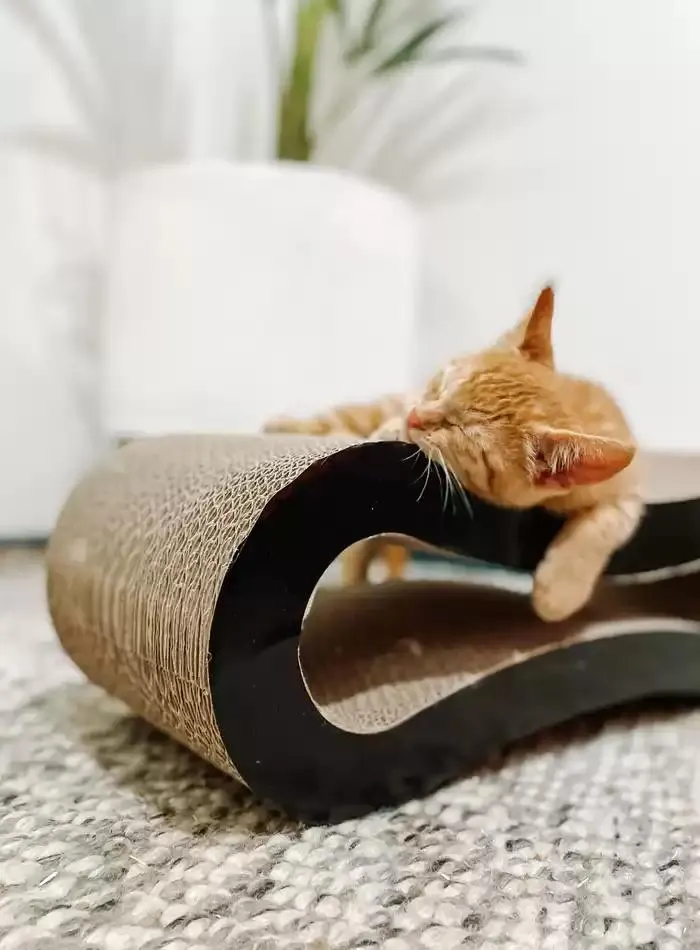 Cat Catalogue 2025 - Catalogue valid from 3 March to 31 December 2025 - page 63