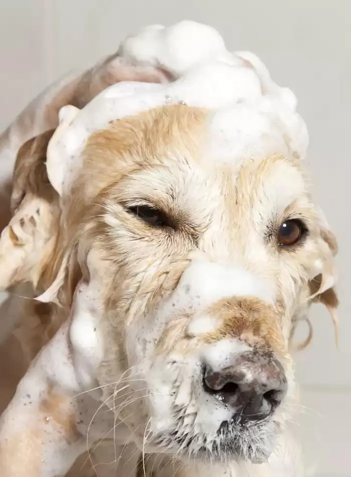 Dog Catalogue 2025 - Catalogue valid from 3 March to 31 December 2025 - page 105