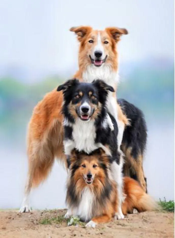 Dog Catalogue 2024 - Catalogue valid from 4 January to 28 February 2025 - page 241