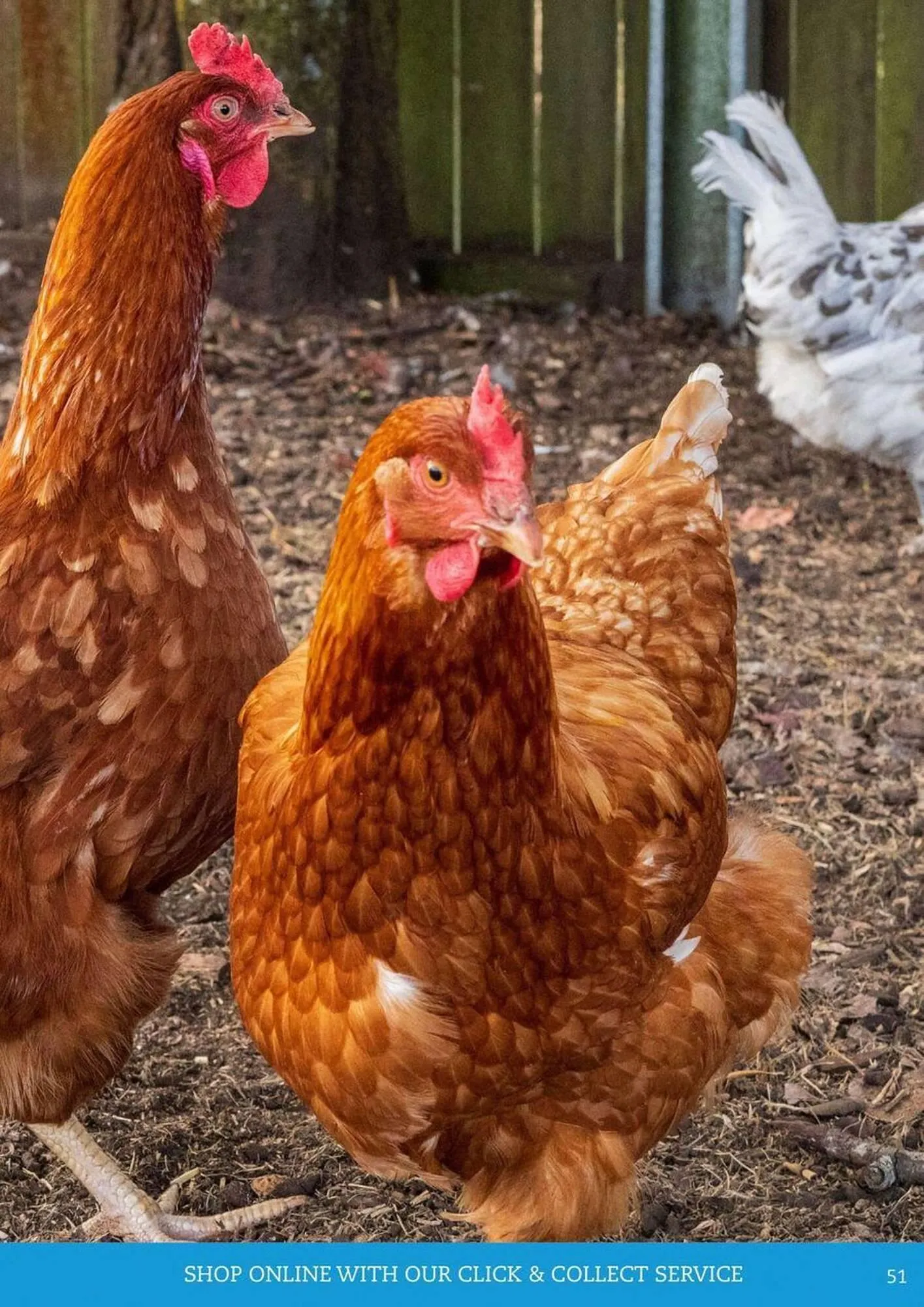 Pets Domain catalogue - Catalogue valid from 2 October to 31 December 2025 - page 51