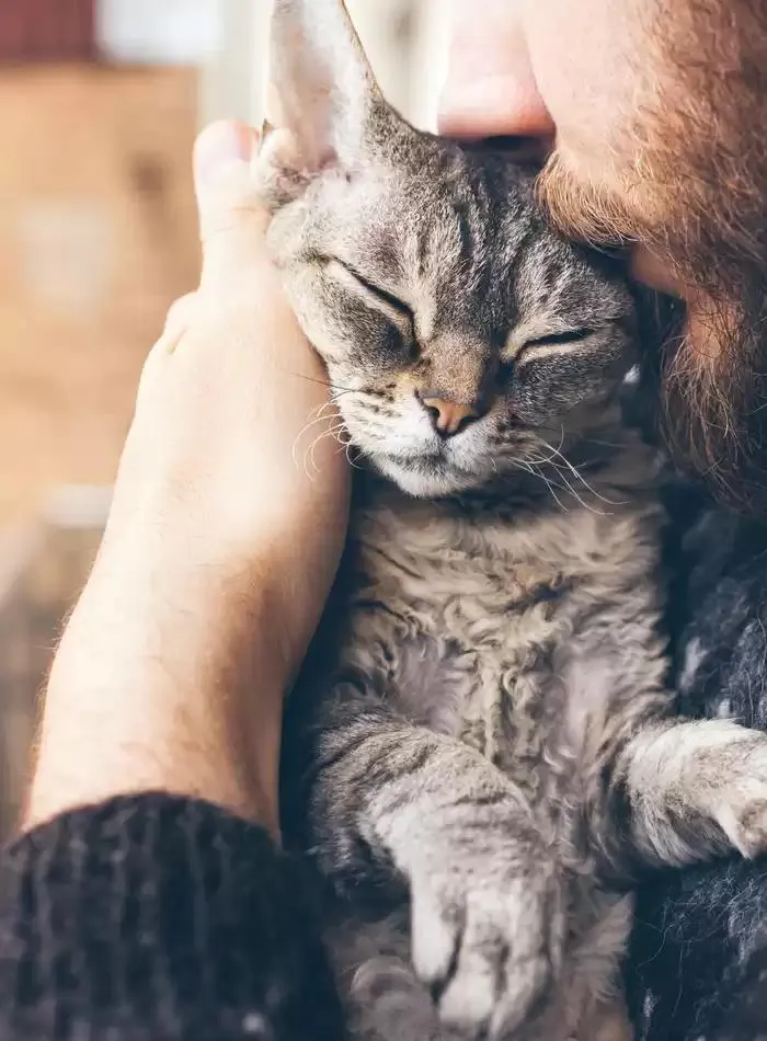 Cat Catalogue 2025 - Catalogue valid from 3 March to 31 December 2025 - page 37