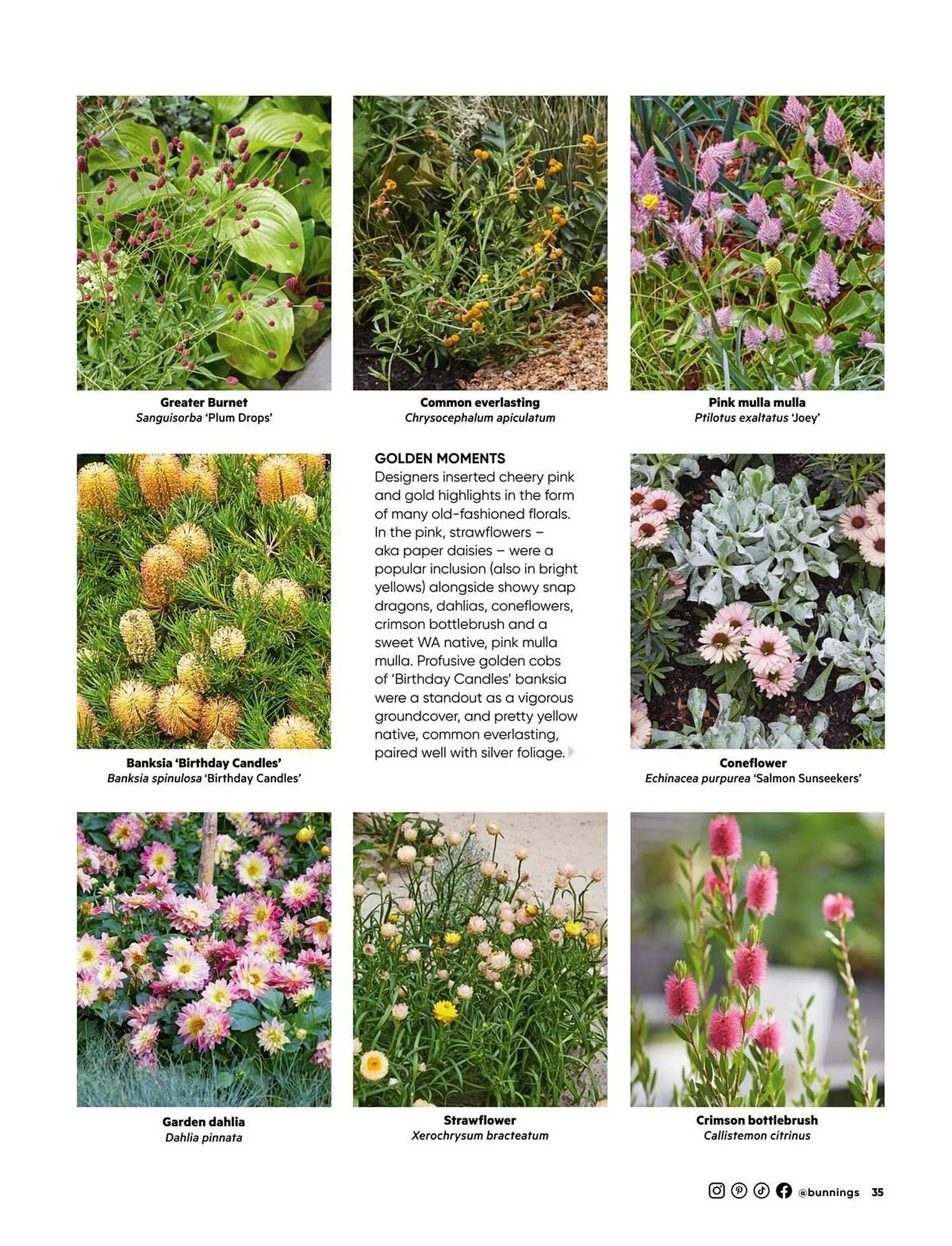 Bunnings catalogue - Catalogue valid from 1 August to 31 August 2025 - page 35