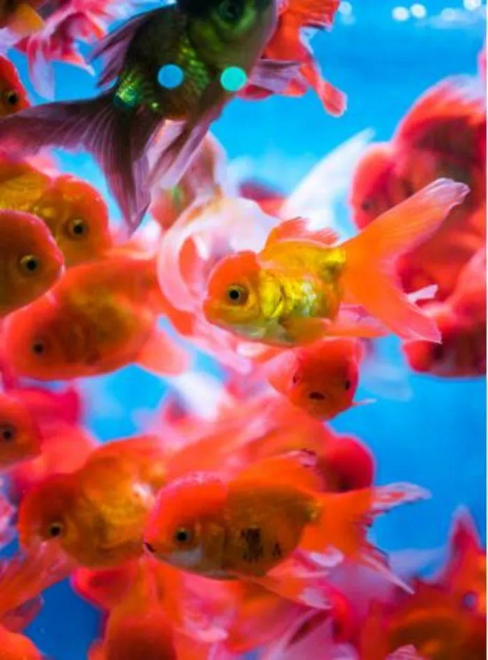 Fish Catalogue 2024 - Catalogue valid from 4 January to 28 February 2025 - page 8