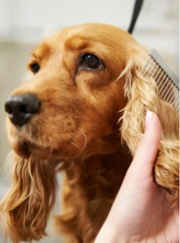 Dog Catalogue 2024 - Catalogue valid from 4 January to 31 December 2024 - page 136