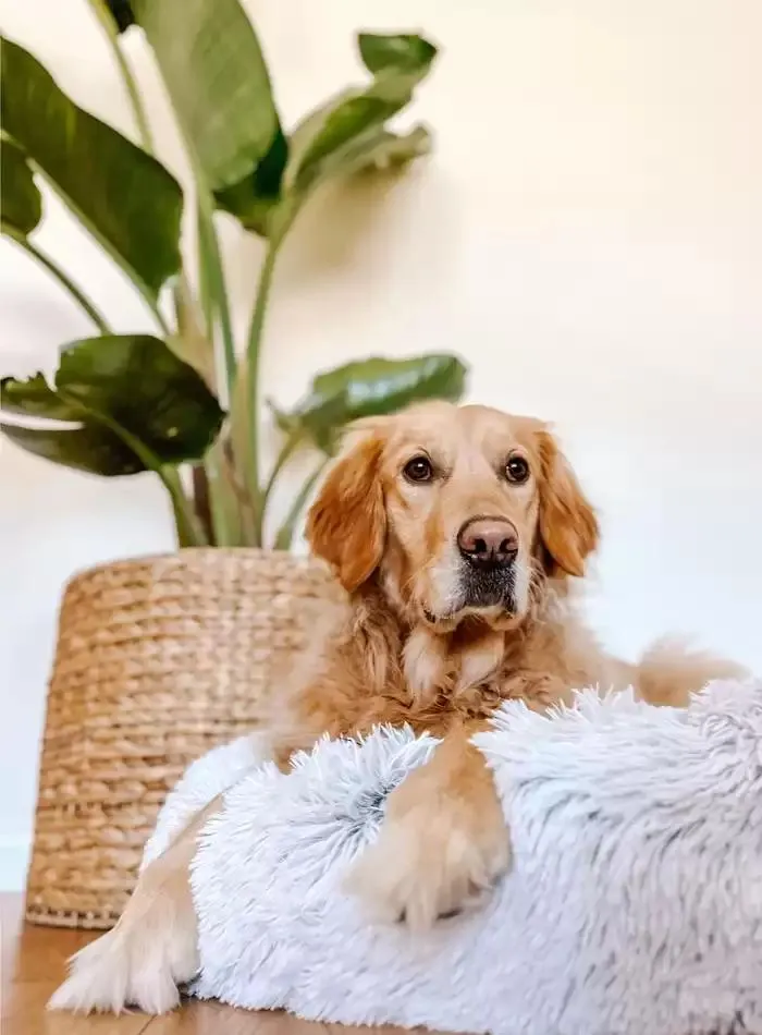 Dog Catalogue 2025 - Catalogue valid from 3 March to 31 December 2025 - page 5