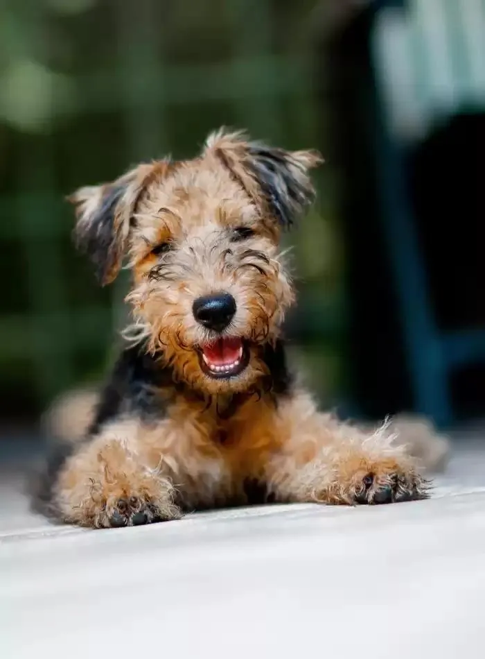 Dog Catalogue 2025 - Catalogue valid from 3 March to 31 December 2025 - page 156