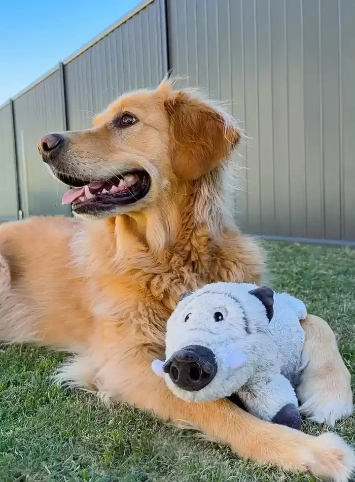 Dog Catalogue 2025 - Catalogue valid from 3 March to 31 December 2025 - page 72