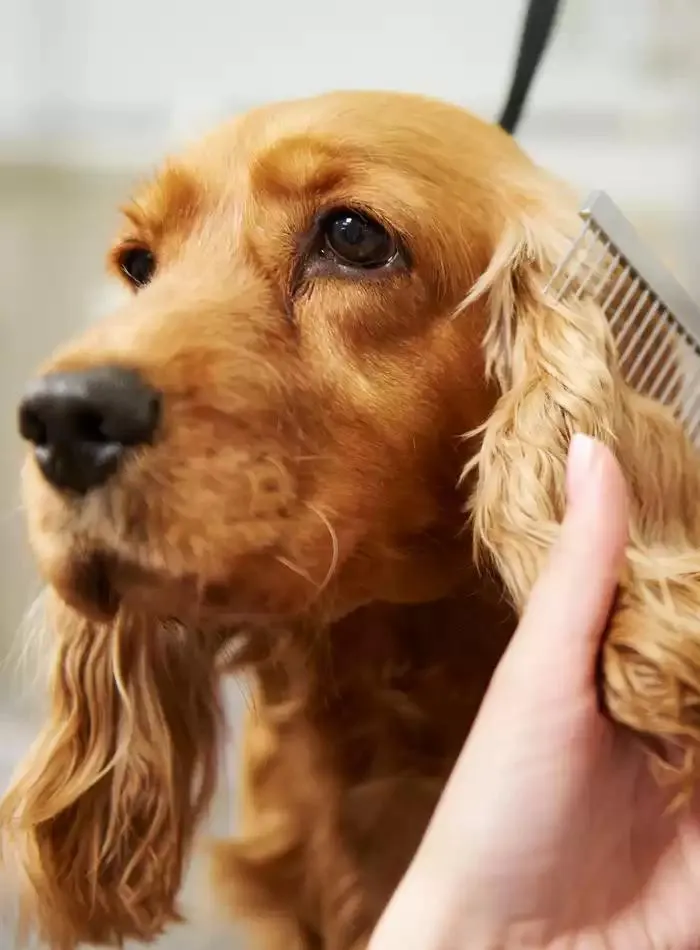 Dog Catalogue 2025 - Catalogue valid from 3 March to 31 December 2025 - page 108