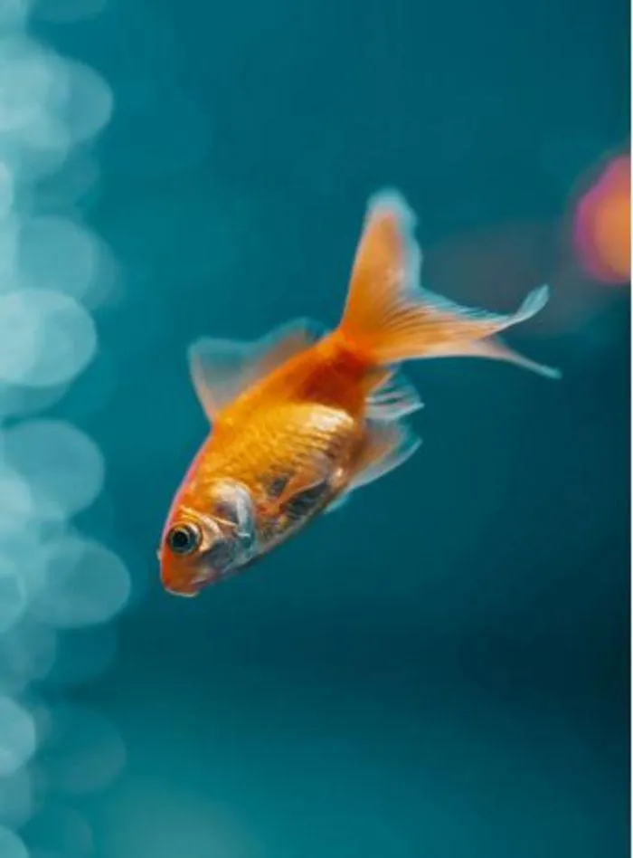 Fish Catalogue 2024 - Catalogue valid from 4 January to 28 February 2025 - page 13