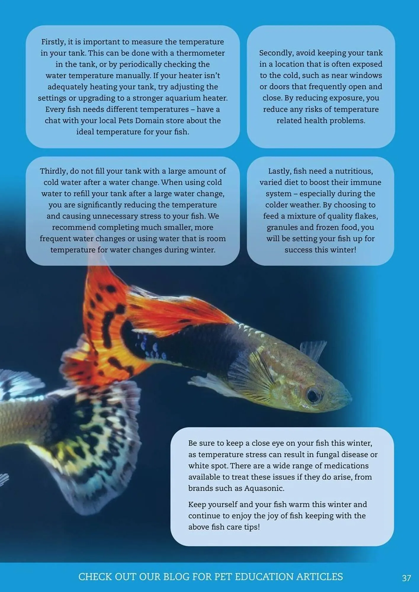 Pets Domain catalogue - Catalogue valid from 1 July to 30 September 2025 - page 37