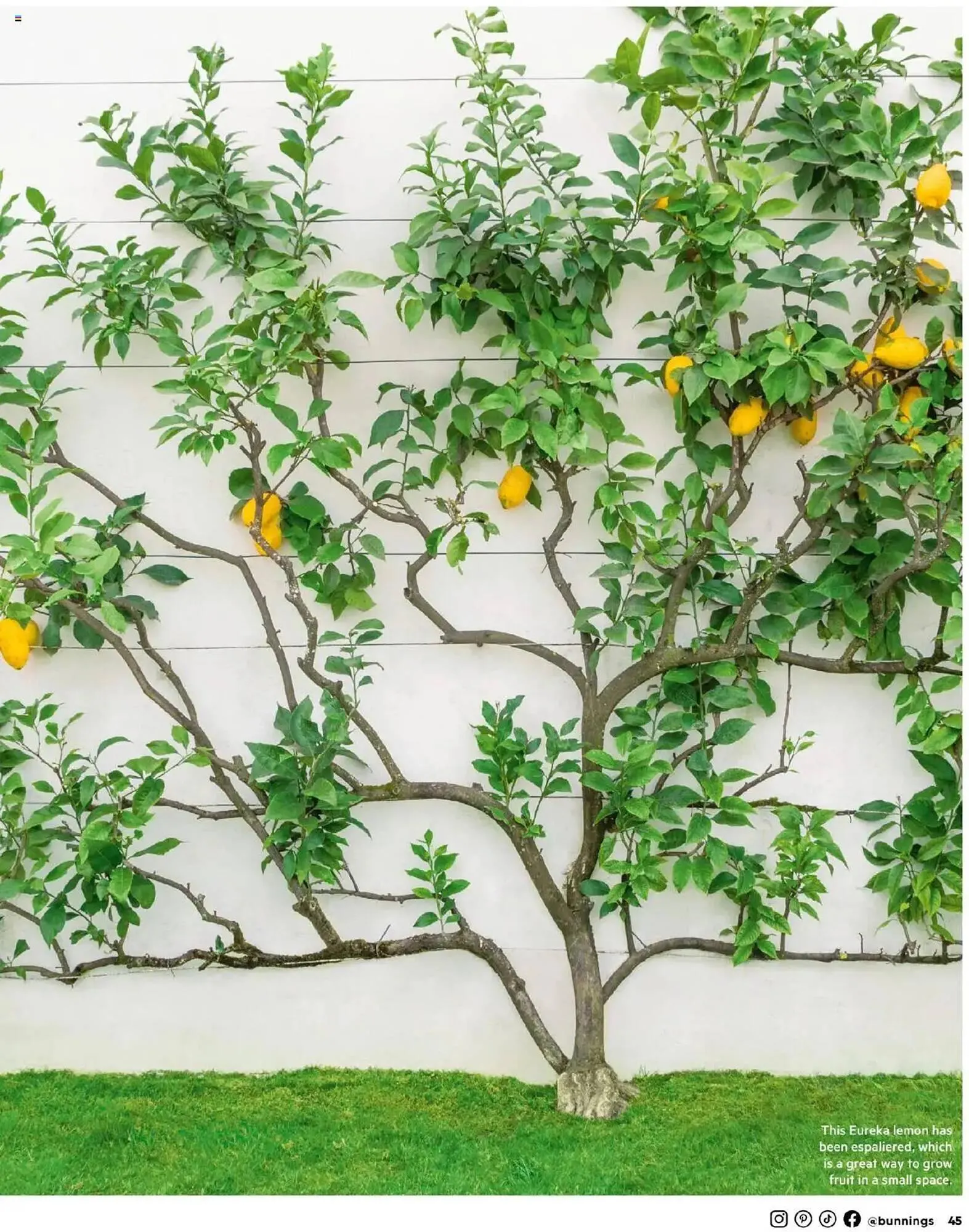 Bunnings catalogue - Catalogue valid from 1 May to 30 June 2025 - page 45