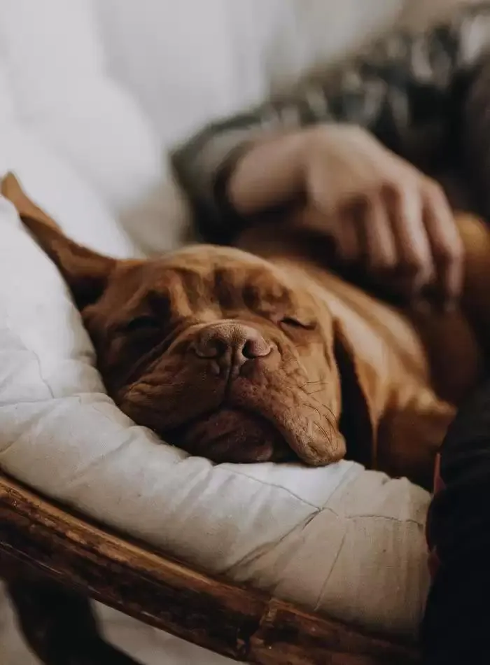 Dog Catalogue 2025 - Catalogue valid from 3 March to 31 December 2025 - page 23