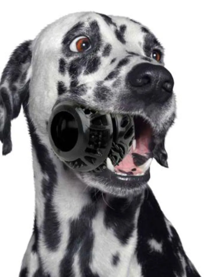 Dog Catalogue 2024 - Catalogue valid from 4 January to 31 December 2024 - page 104