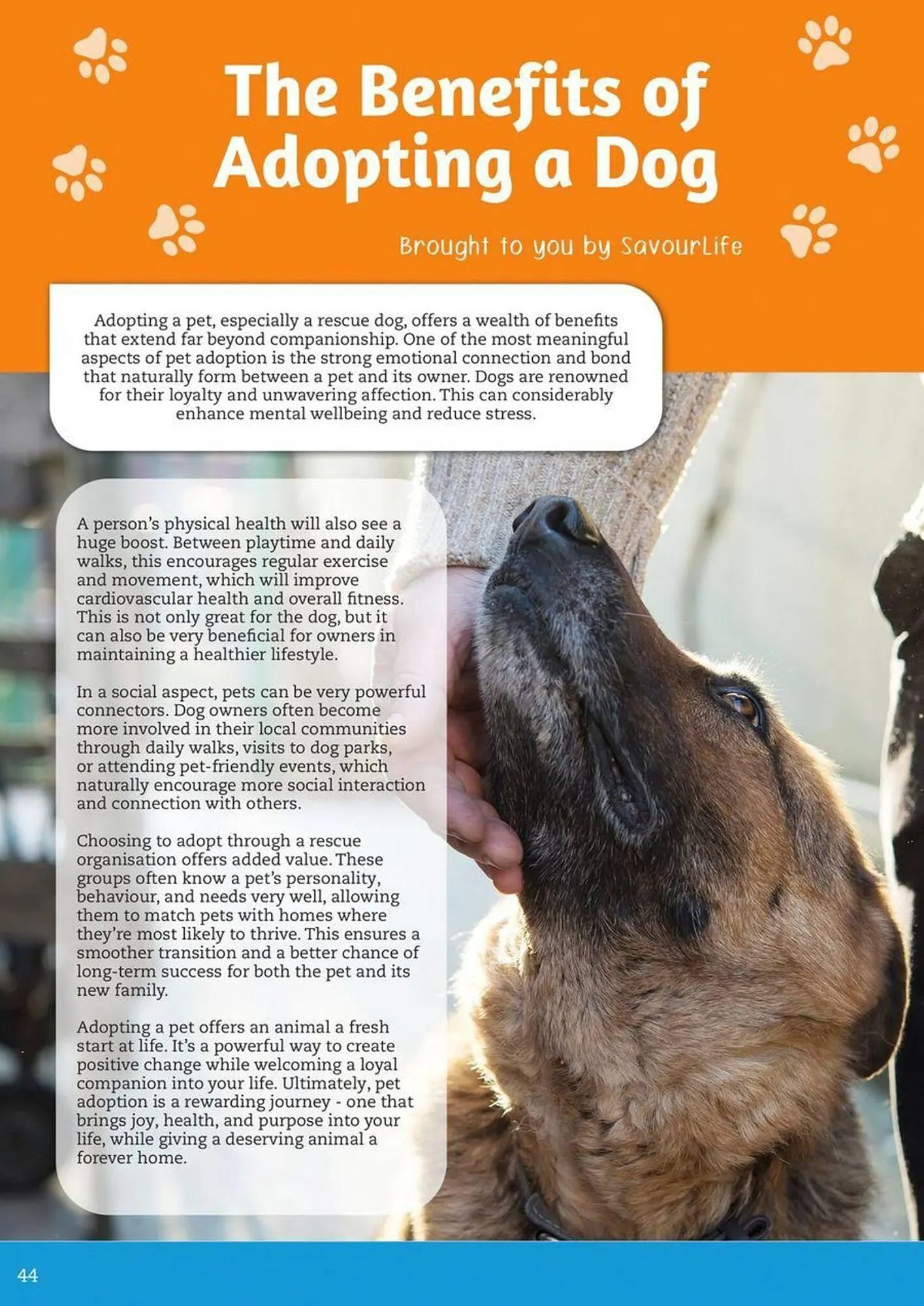 Pets Domain catalogue - Catalogue valid from 2 October to 31 December 2025 - page 44