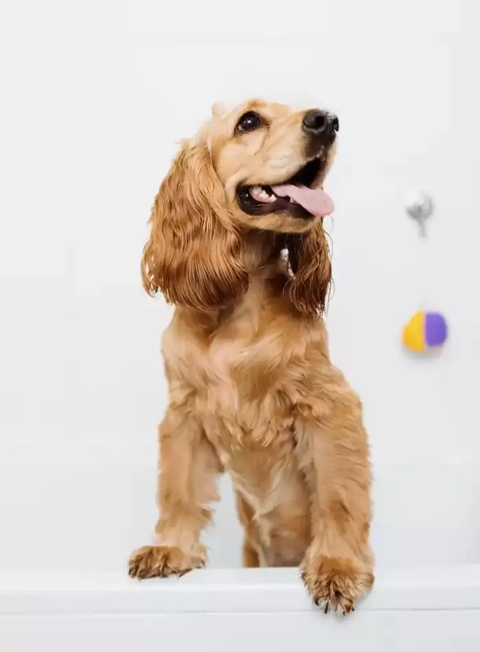 Dog Catalogue 2025 - Catalogue valid from 3 March to 31 December 2025 - page 99