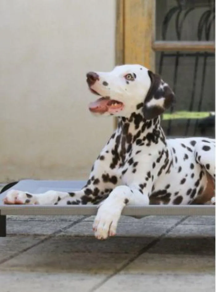 Dog Catalogue 2024 - Catalogue valid from 4 January to 31 December 2024 - page 29