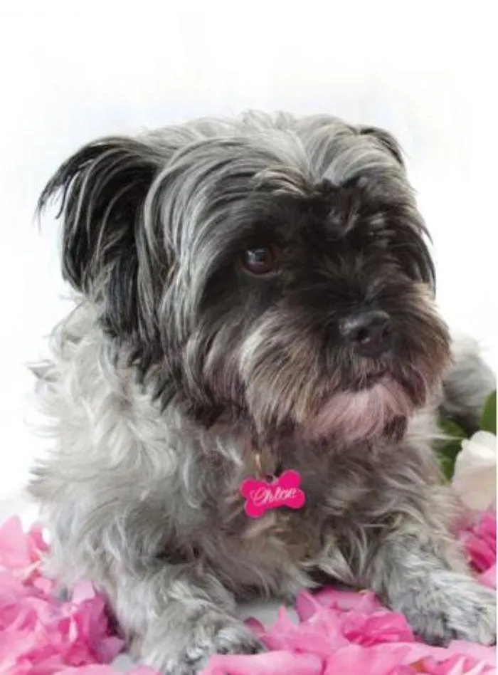 Dog Catalogue 2024 - Catalogue valid from 4 January to 28 February 2025 - page 2