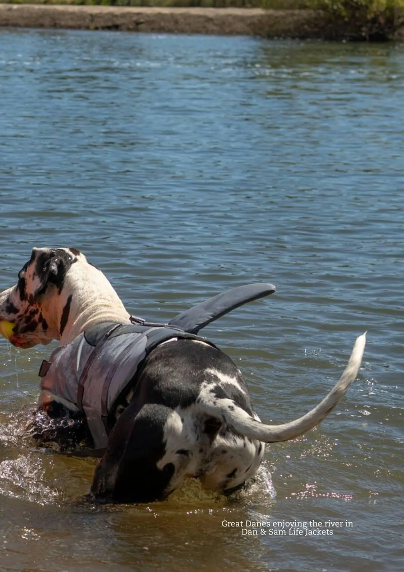 Pets Domain catalogue - Catalogue valid from 1 January to 31 March 2026 - page 17