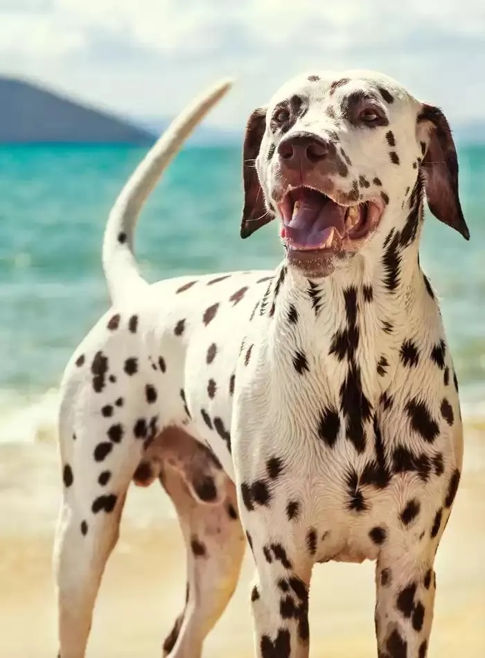 Dog Catalogue 2025 - Catalogue valid from 3 March to 31 December 2025 - page 191