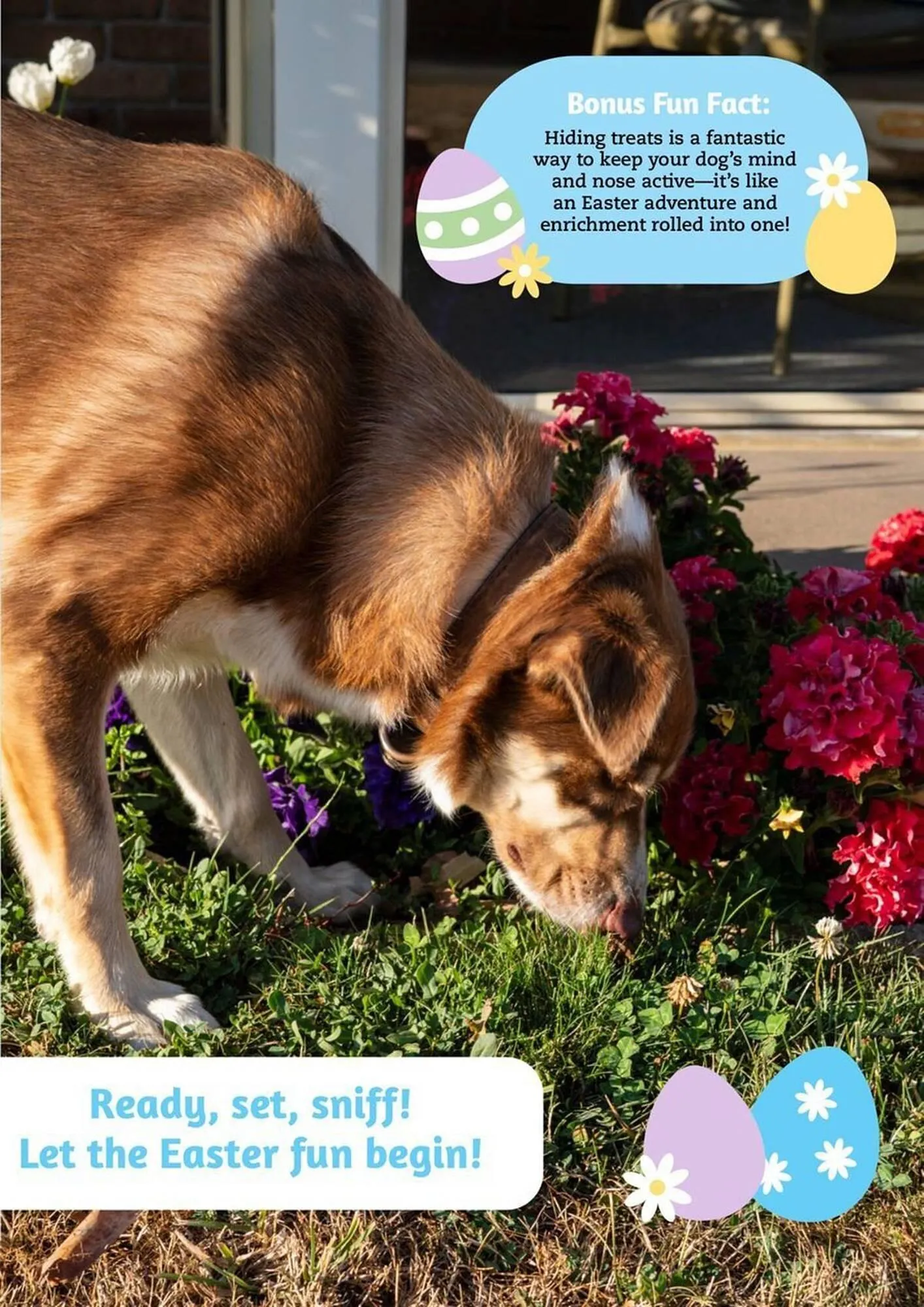 Pets Domain catalogue - Catalogue valid from 1 April to 30 June 2025 - page 41