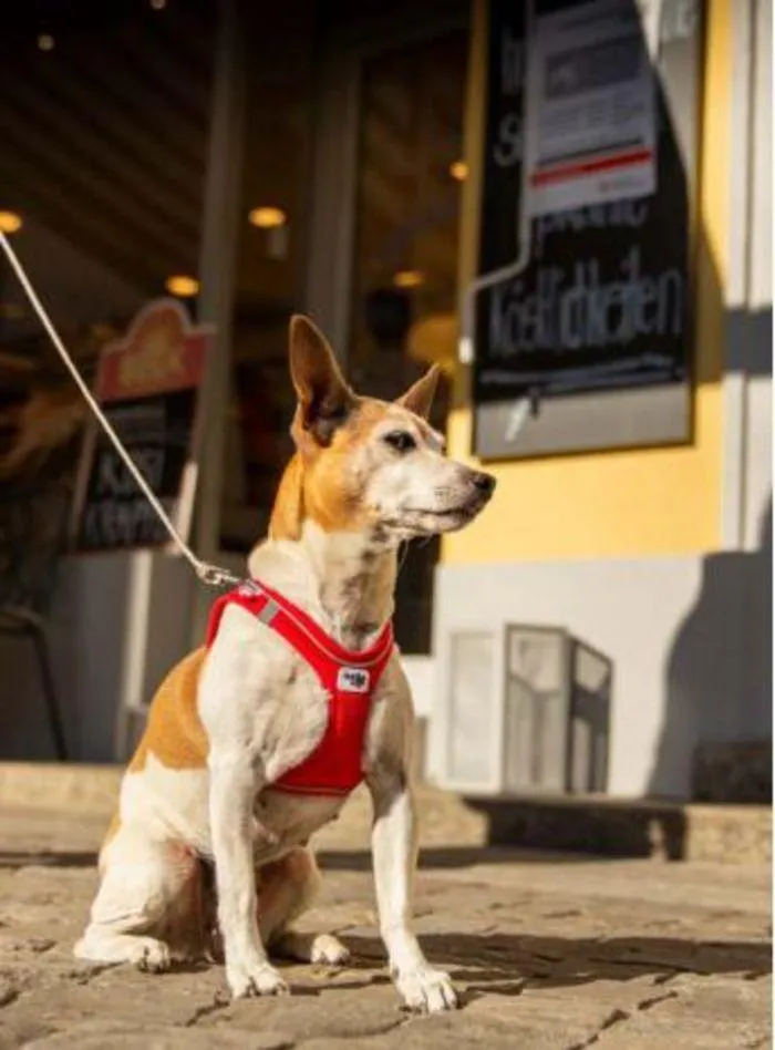 Dog Catalogue 2024 - Catalogue valid from 4 January to 31 December 2024 - page 59