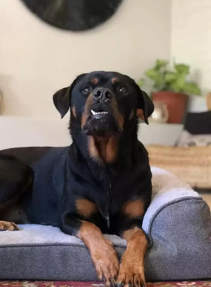 Dog Catalogue 2025 - Catalogue valid from 3 March to 31 December 2025 - page 15