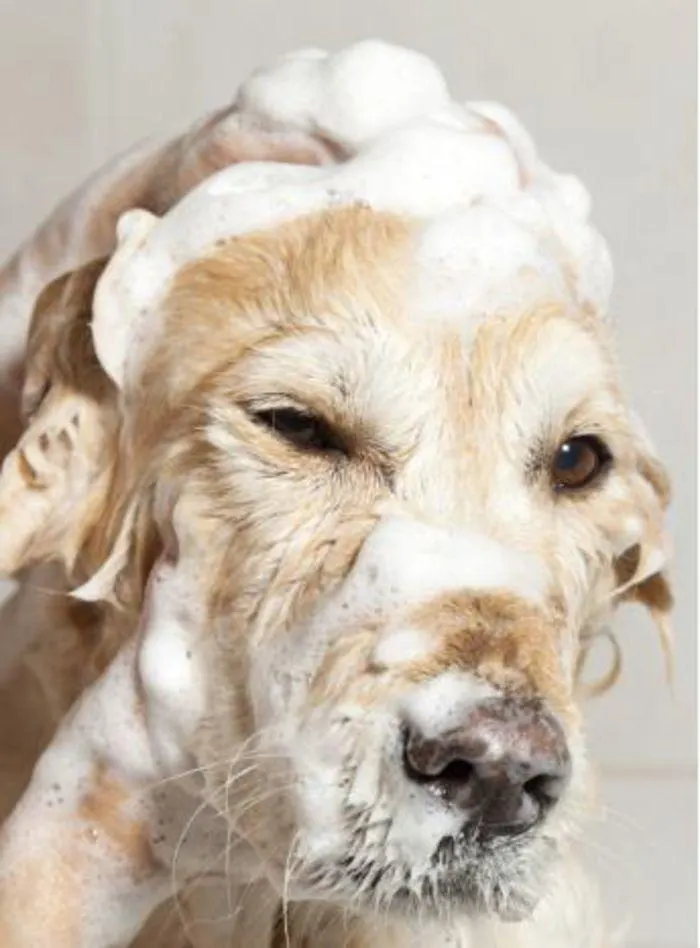 Dog Catalogue 2024 - Catalogue valid from 4 January to 31 December 2024 - page 133