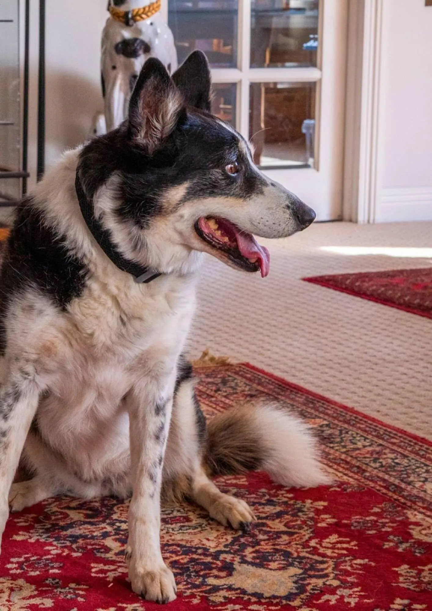 Pets Domain catalogue - Catalogue valid from 1 April to 30 June 2025 - page 15