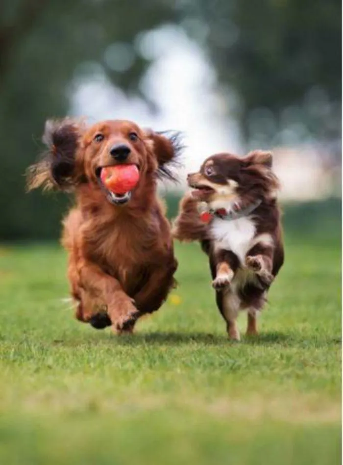 Dog Catalogue 2024 - Catalogue valid from 4 January to 31 December 2024 - page 118