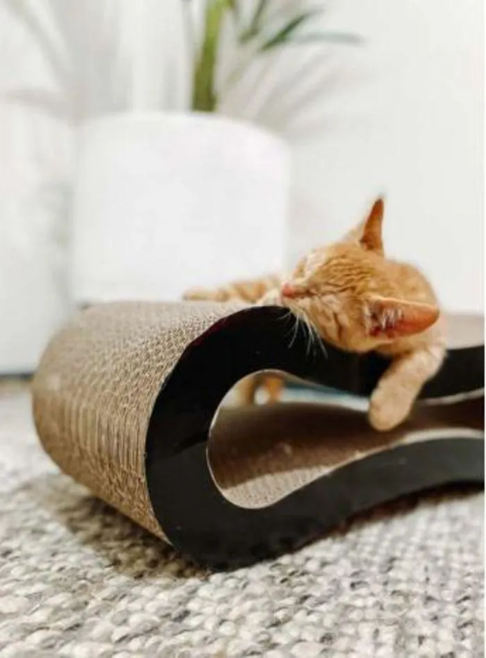 Cat Catalogue 2024 - Catalogue valid from 4 January to 28 February 2025 - page 8