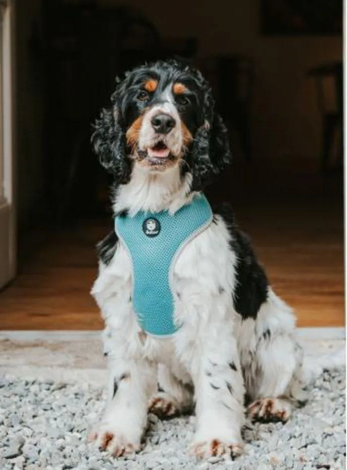 Dog Catalogue 2024 - Catalogue valid from 4 January to 31 December 2024 - page 73