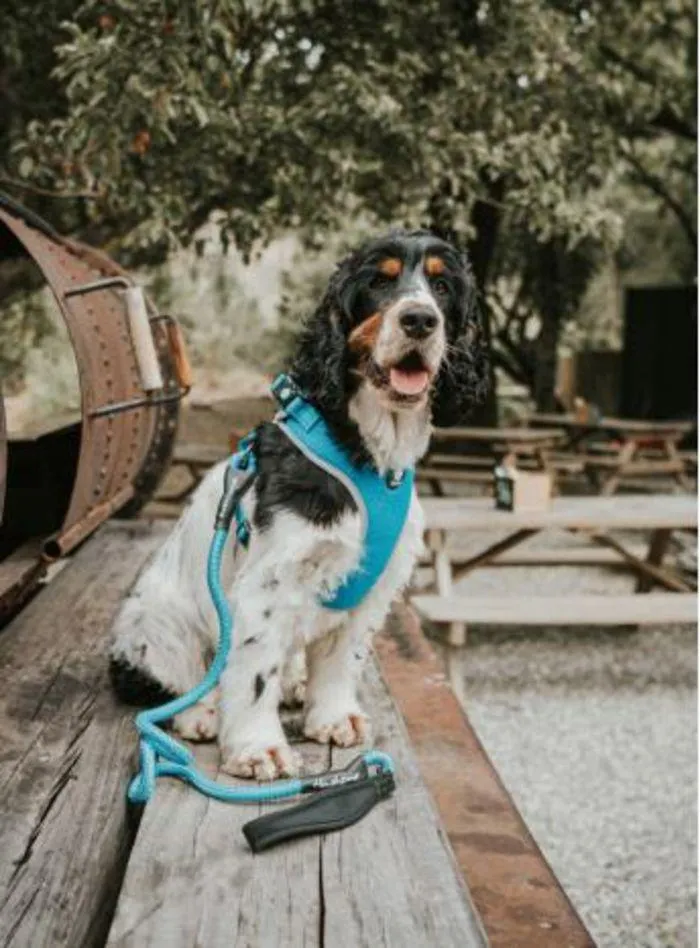 Dog Catalogue 2024 - Catalogue valid from 4 January to 31 December 2024 - page 66